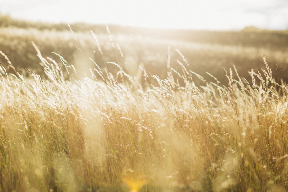 a field of wheat