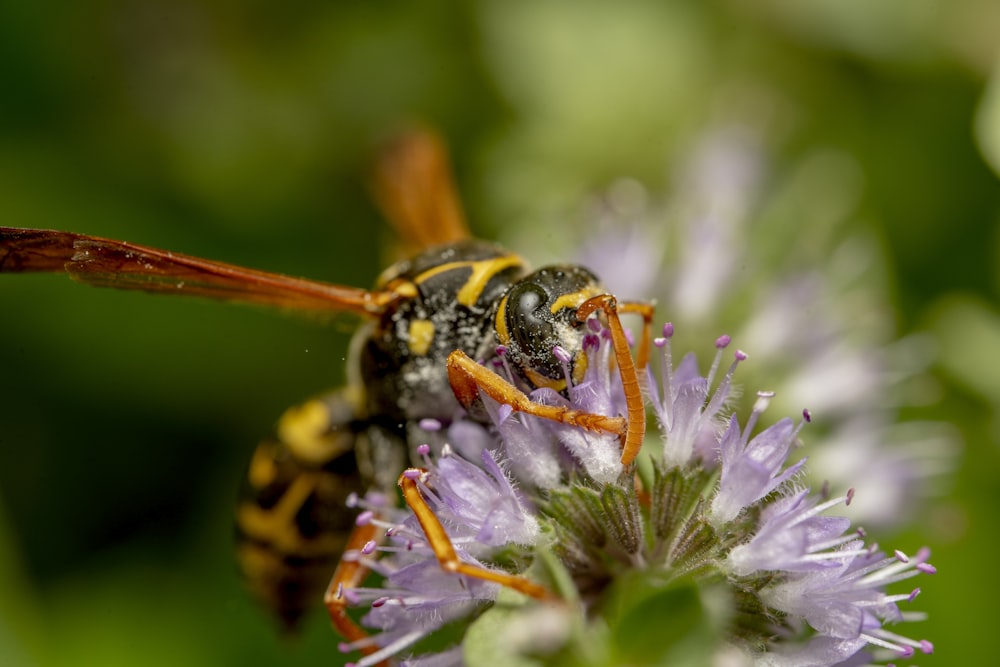 a bee on a flower