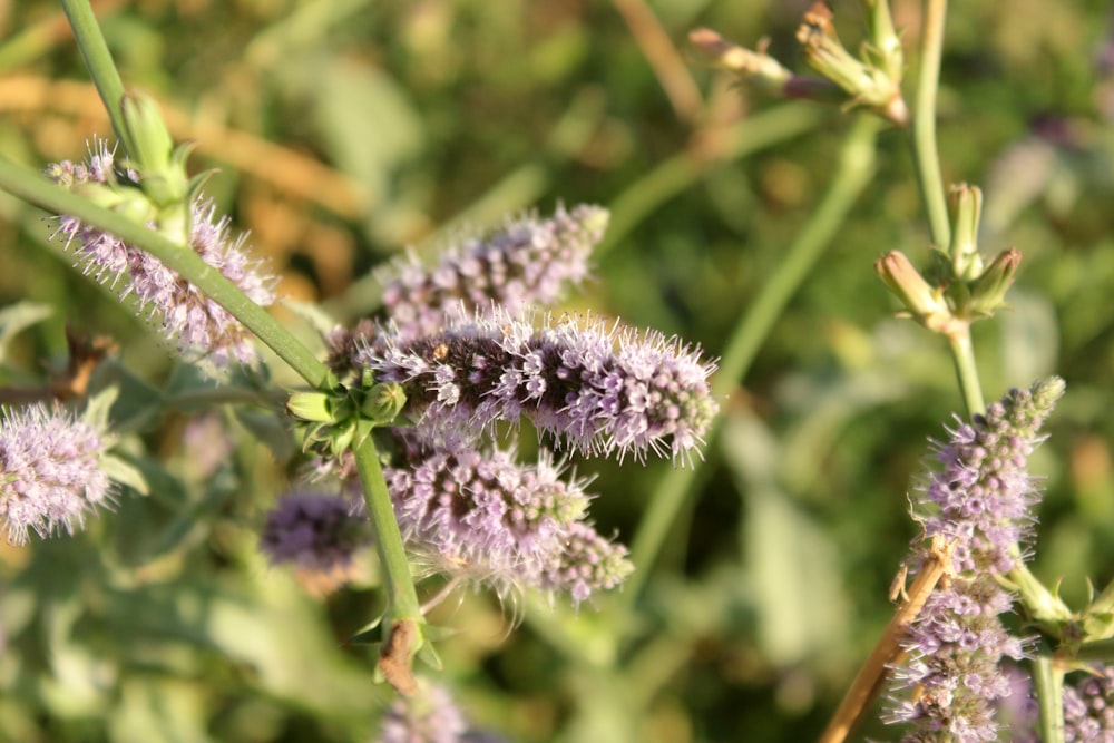 close up of purple flowers