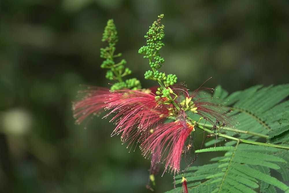 a red and green insect on a leaf