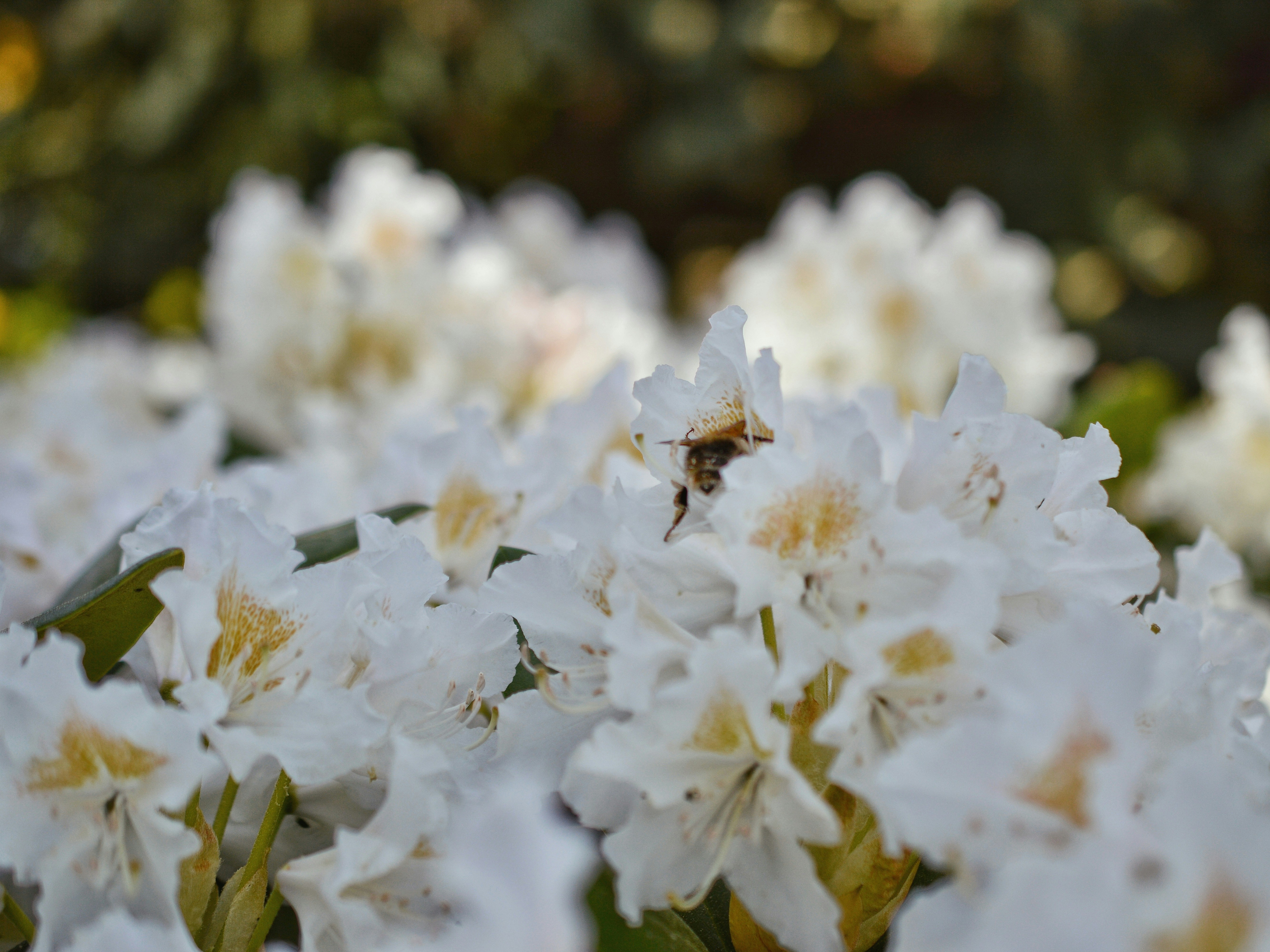 Photo by katie_veronique