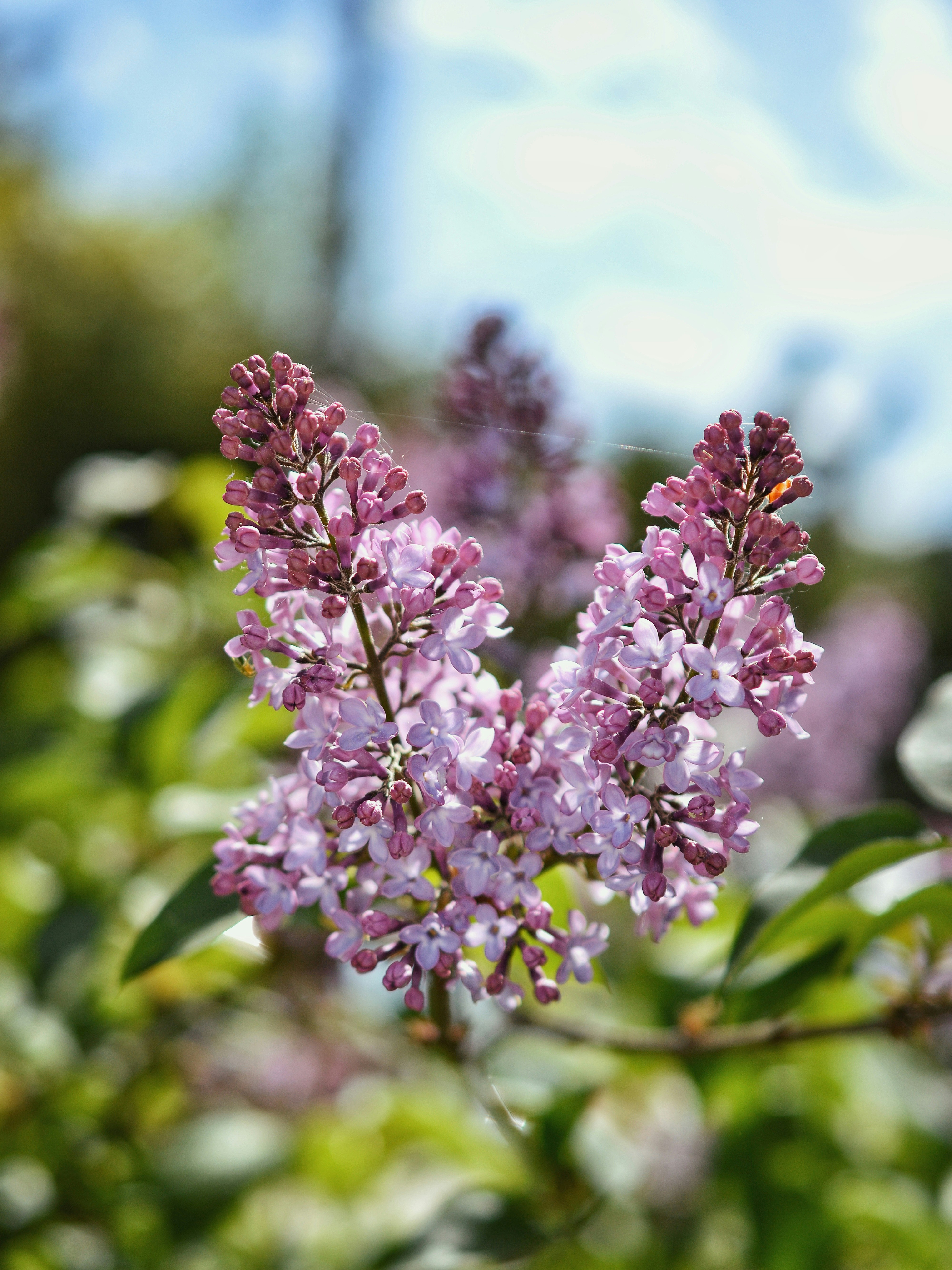 Photo by katie_veronique