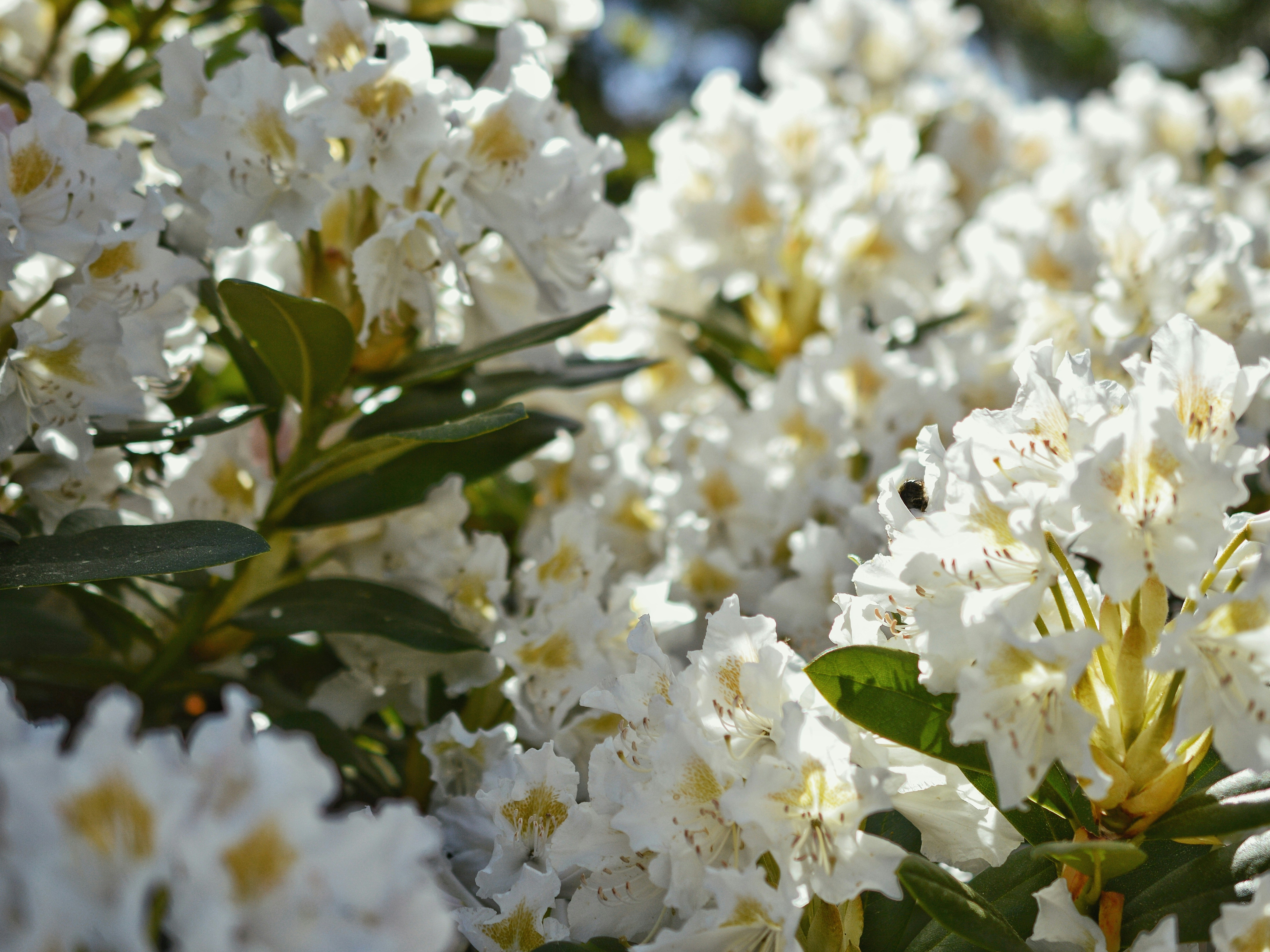 Photo by katie_veronique