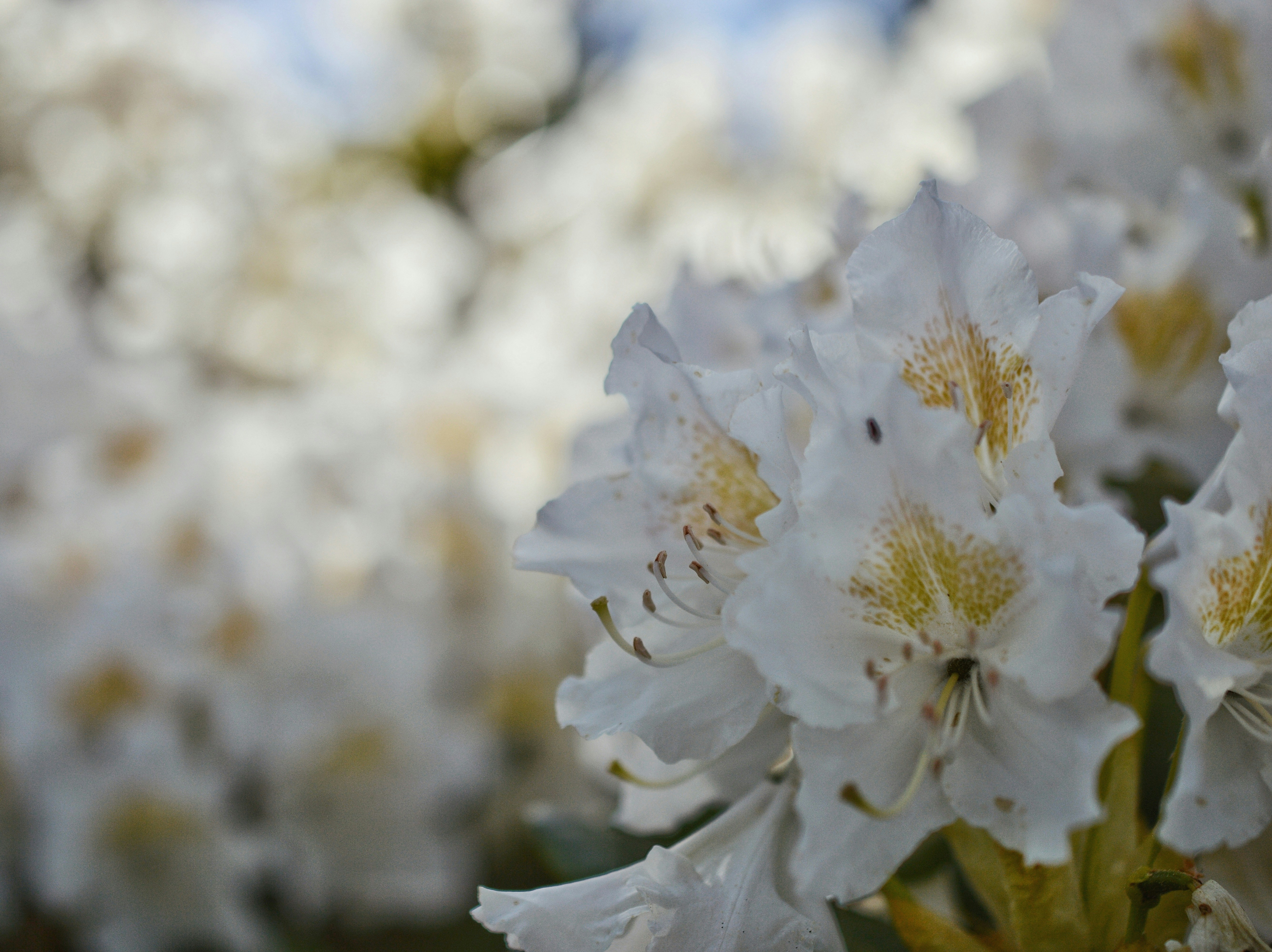 Photo by katie_veronique