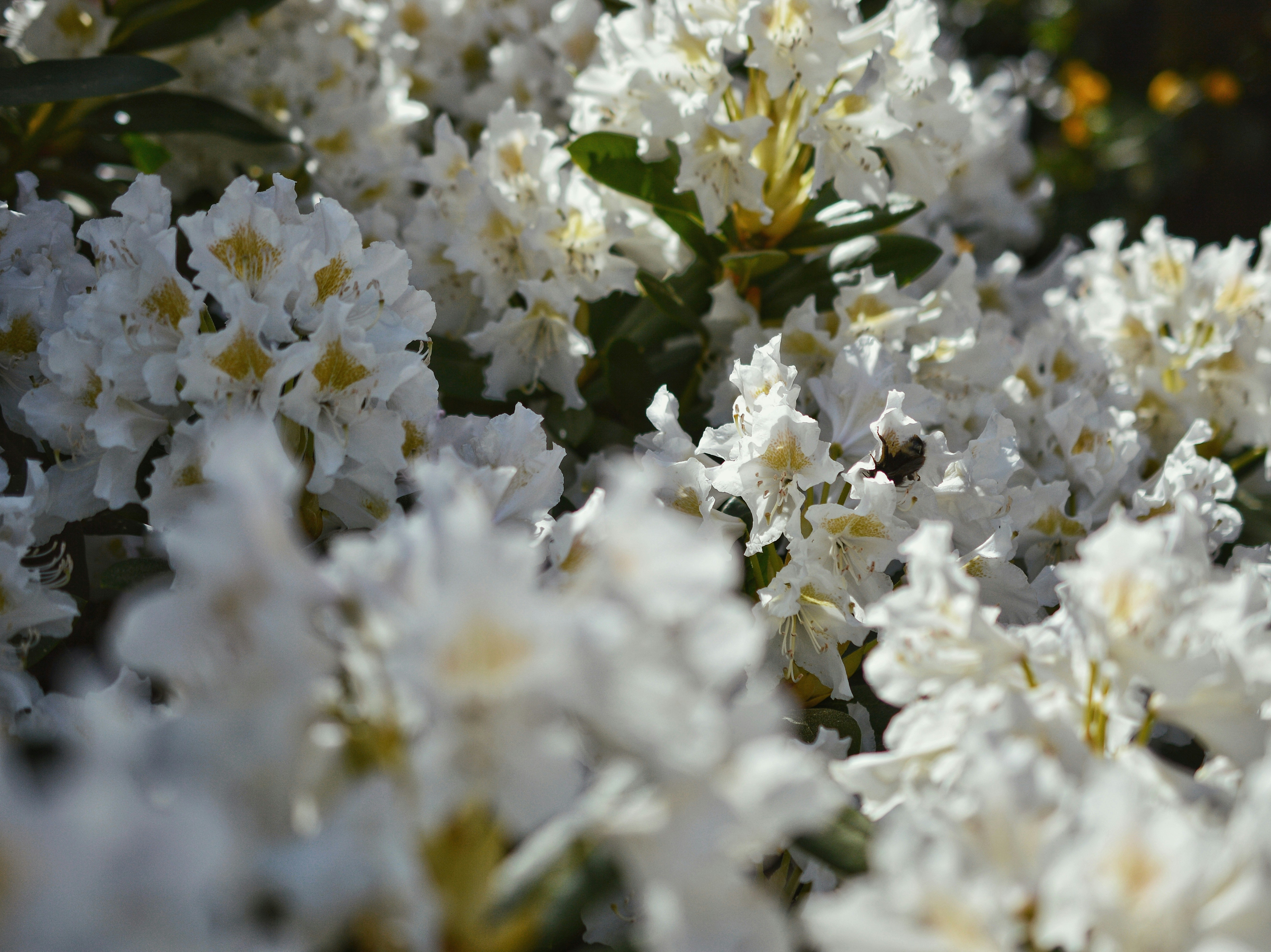 Photo by katie_veronique