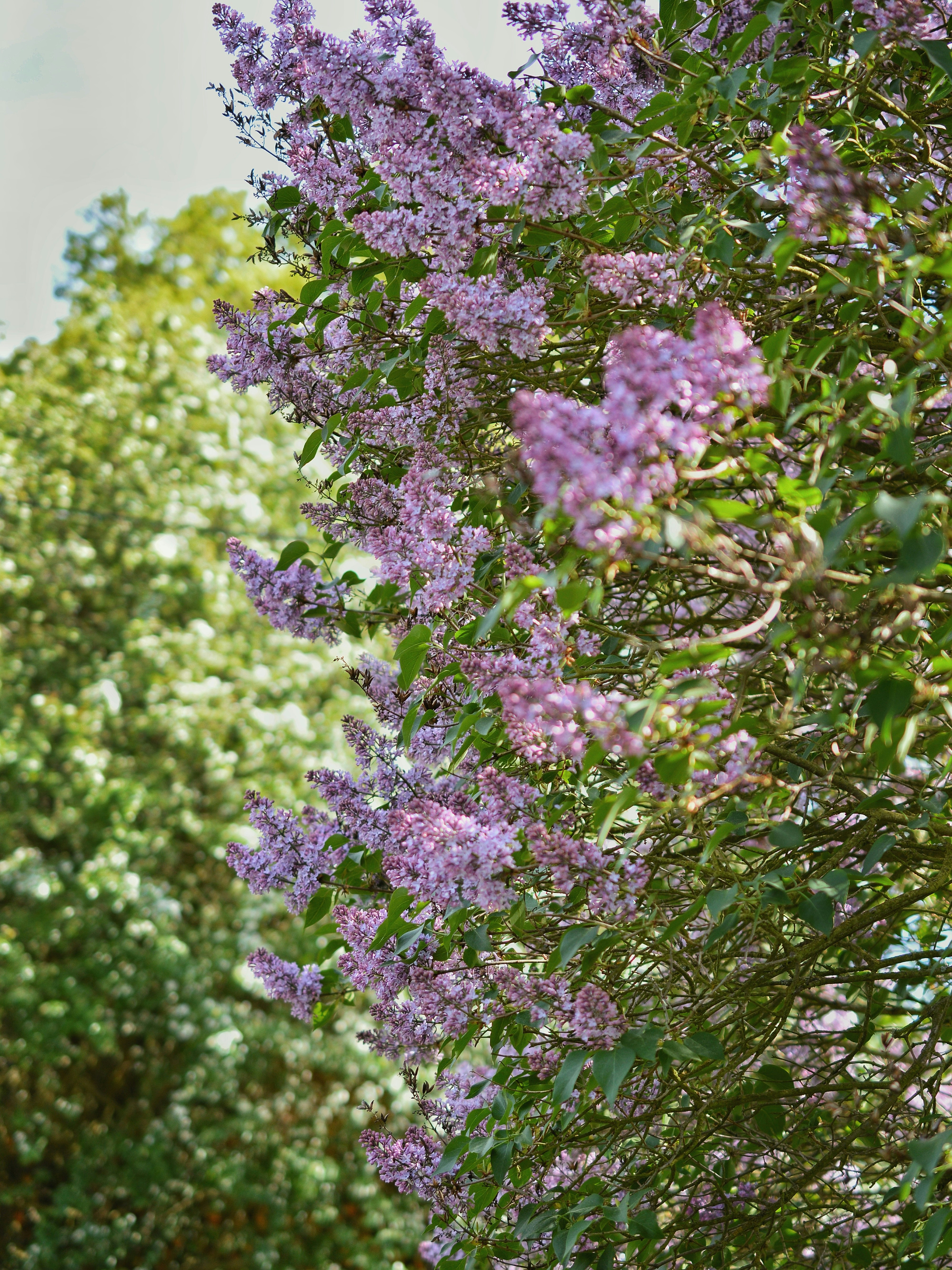 As glicínias roxas florescem abundantemente em uma treliça. foto – Imagem  grátis sobre Flor na Unsplash, image size:3000x4001
