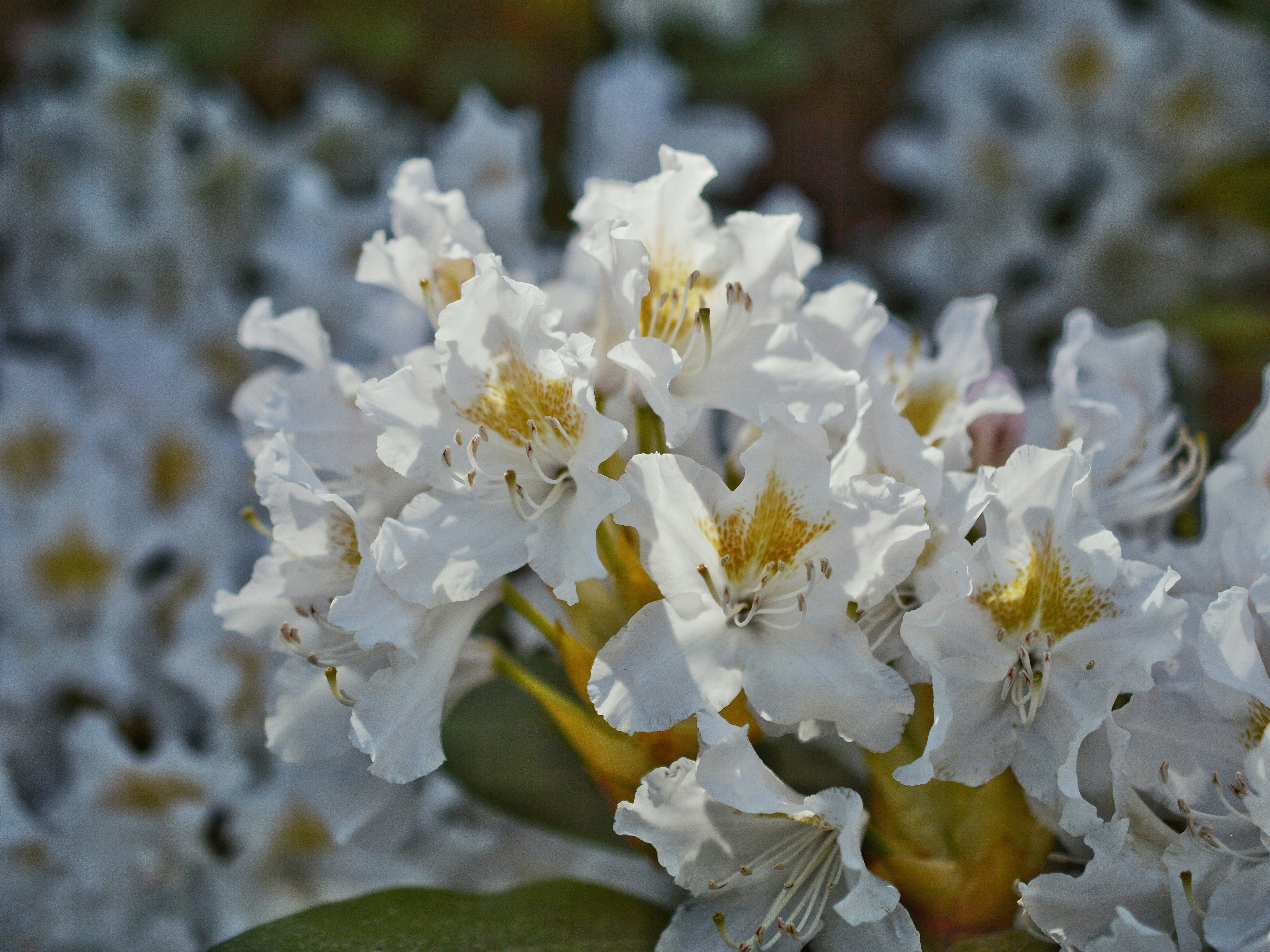 Photo by katie_veronique