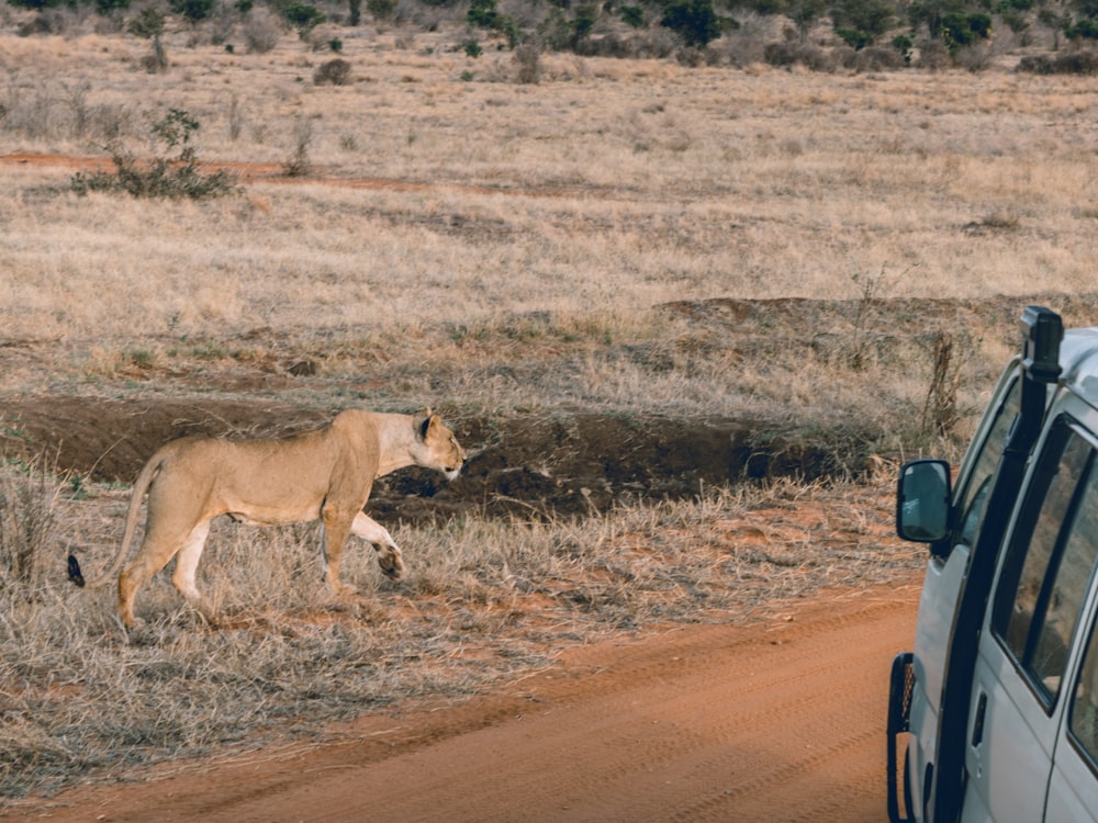 um leão andando em uma estrada de terra
