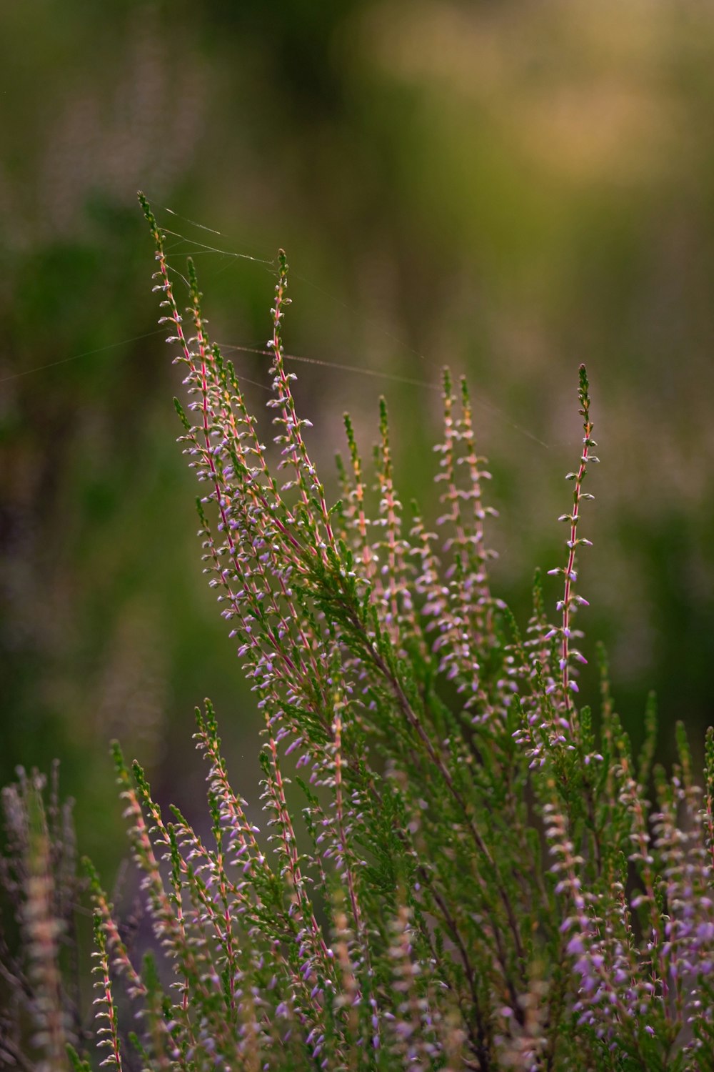 close up of a plant