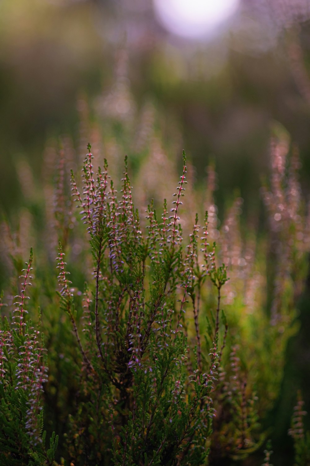 close up of a plant