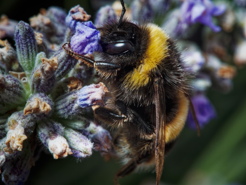 a close up of a bee