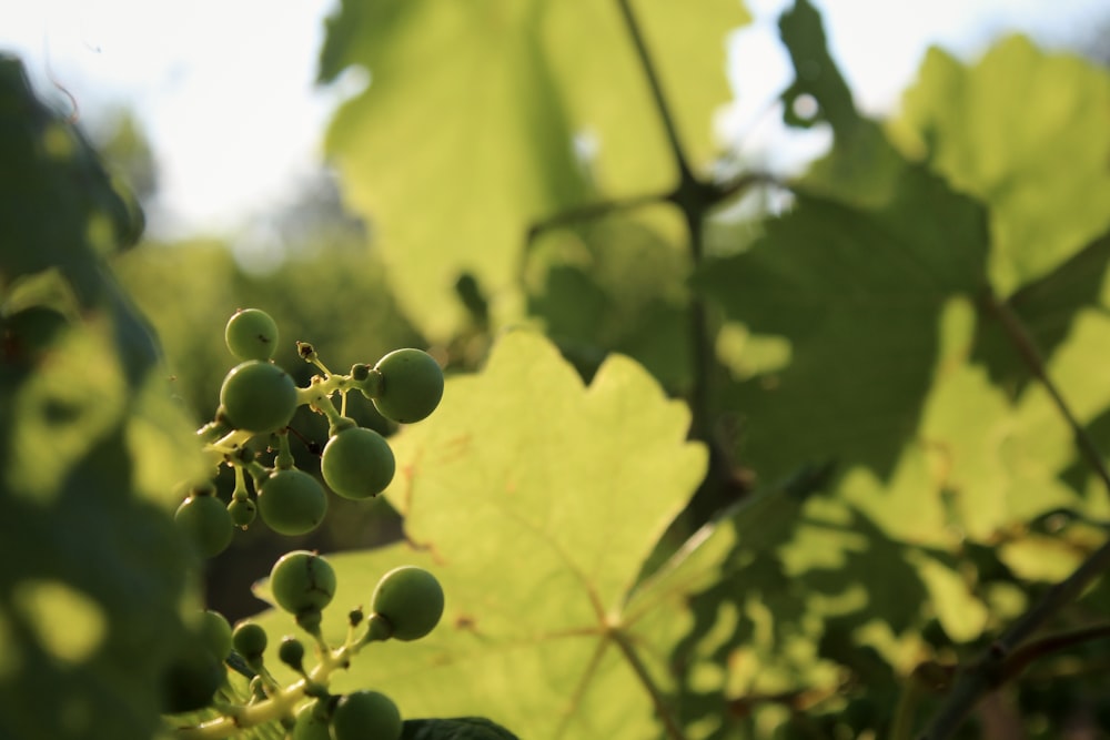 a close up of some grapes