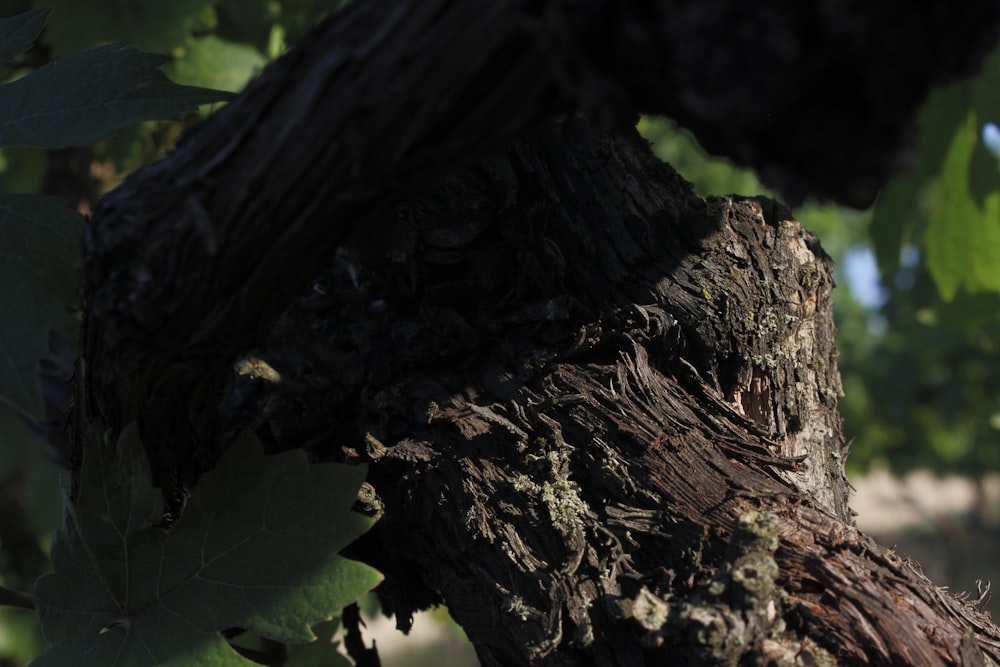 a close up of a tree trunk