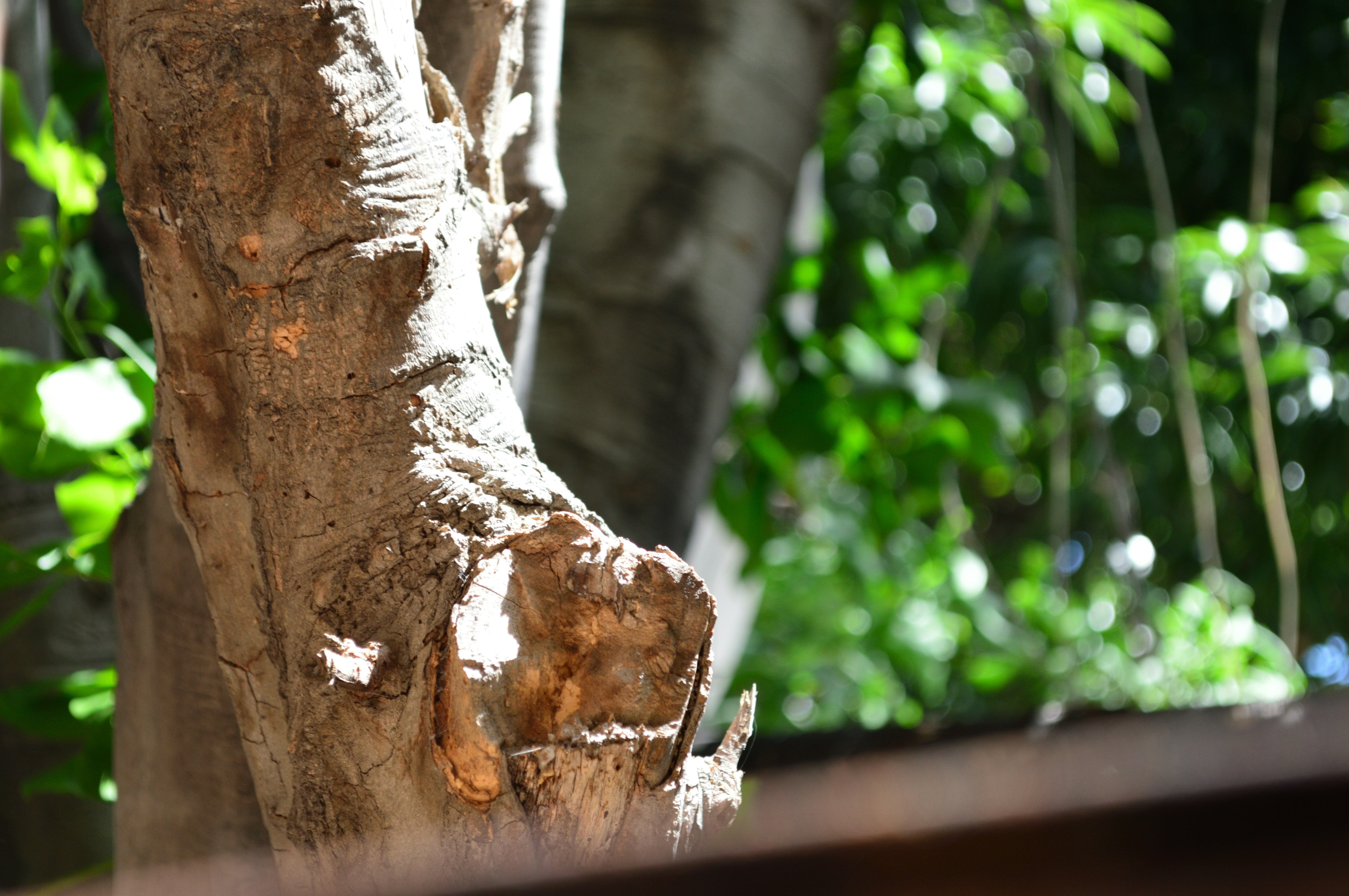 a tree trunk with a hole in it