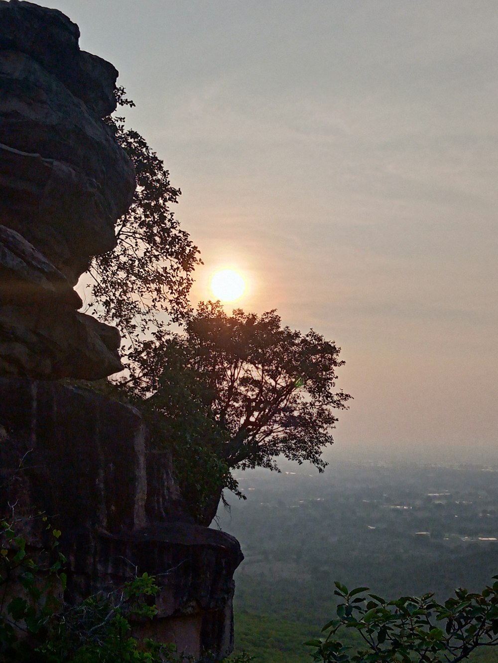 a tree on a cliff