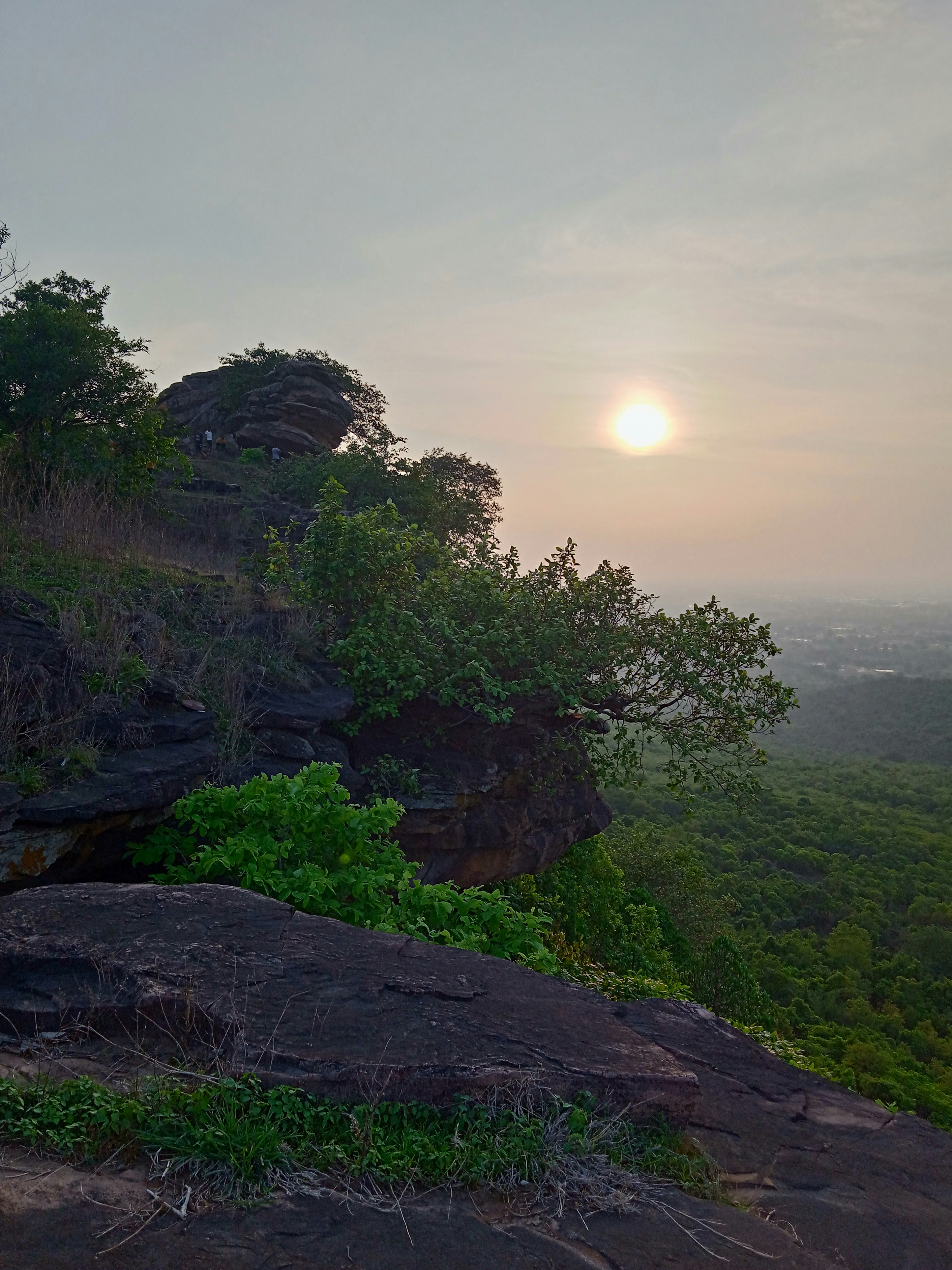 a rocky hillside with a large tree