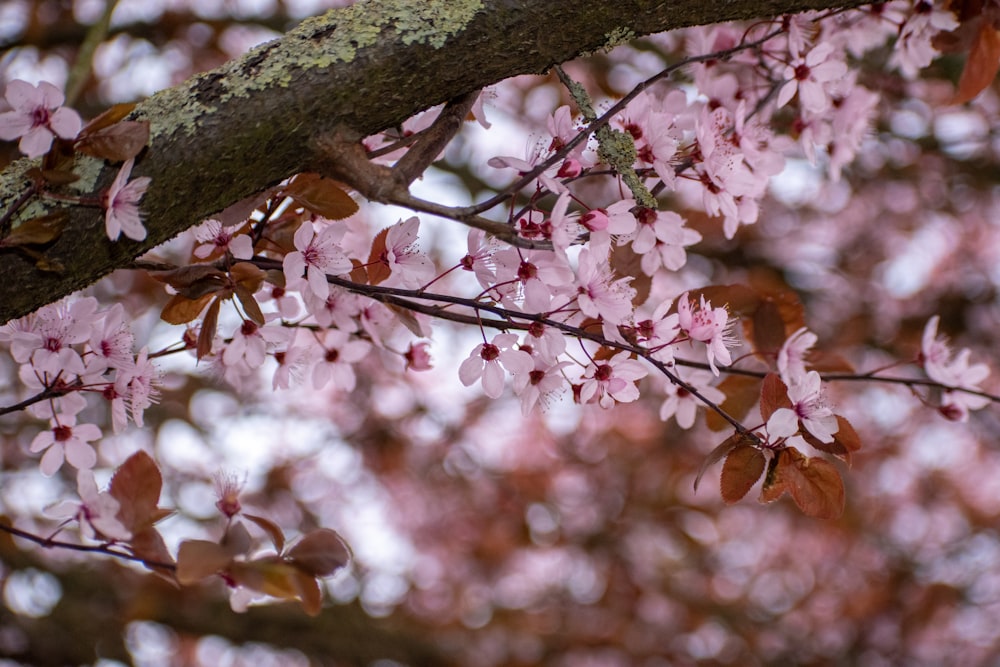 a tree branch with pink flowers