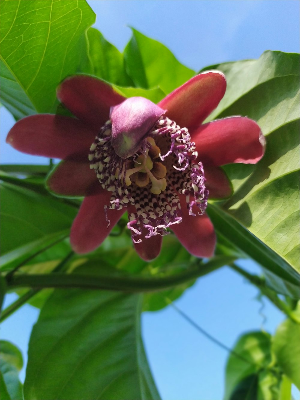 a close up of a flower