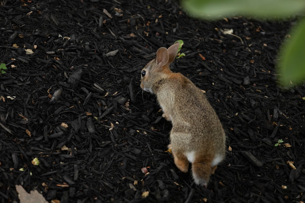 a rabbit standing on dirt