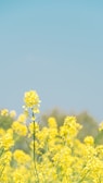 A field filled with vibrant yellow flowers, likely canola or rapeseed, under a clear blue sky. The flowers stand tall with thin green stems, creating a serene and refreshing landscape.