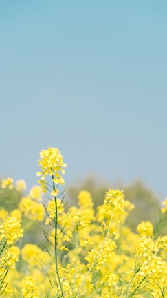 A field filled with vibrant yellow flowers, likely canola or rapeseed, under a clear blue sky. The flowers stand tall with thin green stems, creating a serene and refreshing landscape.