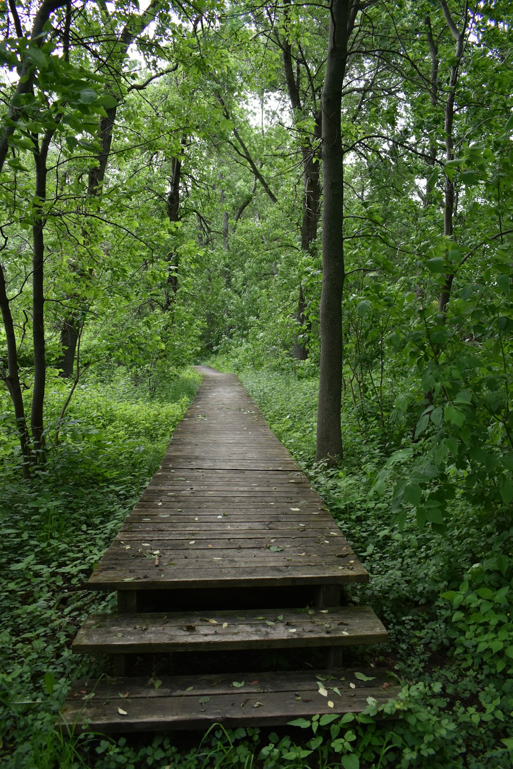 a wooden bridge in the woods