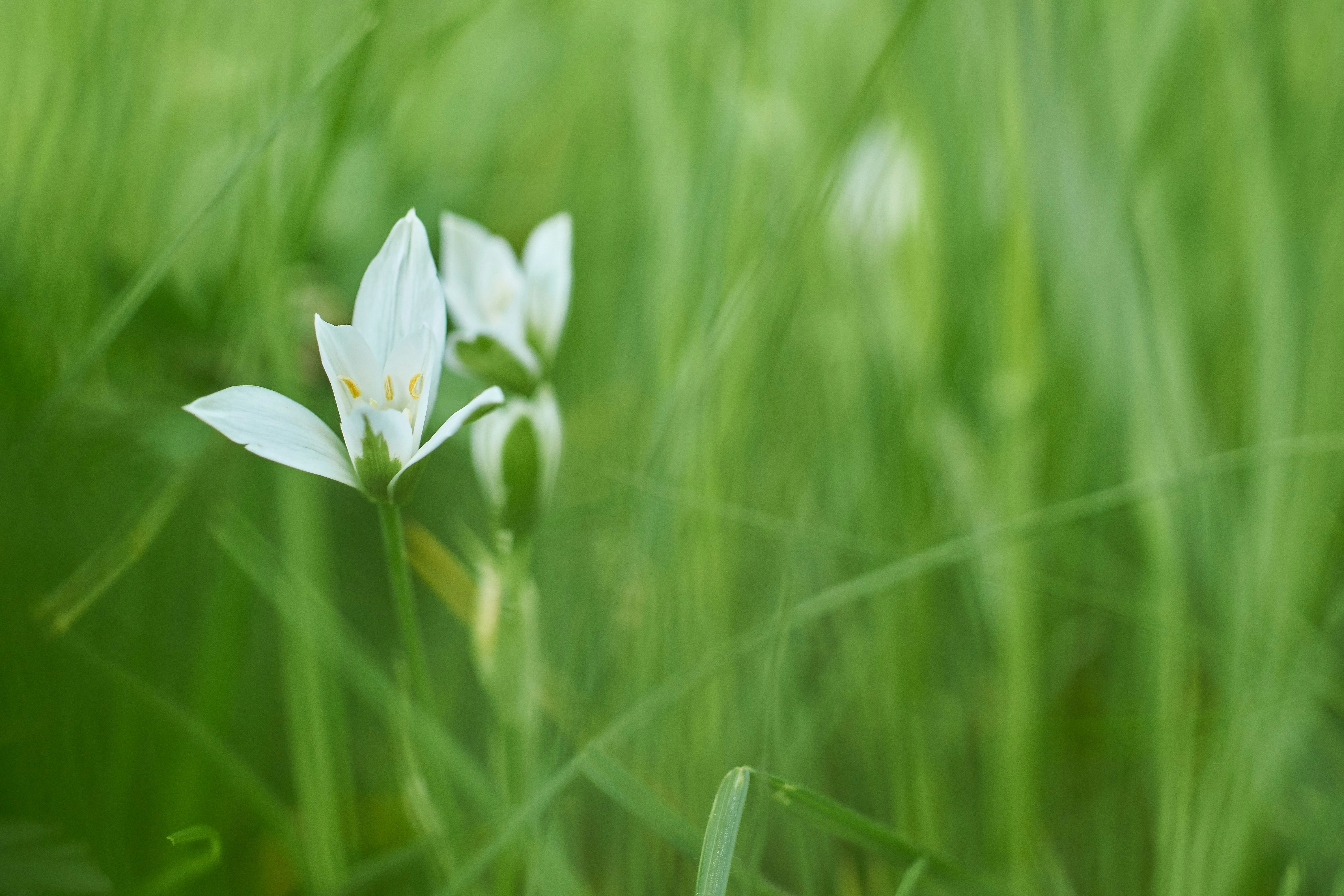 Photo by wolfgang_hasselmann