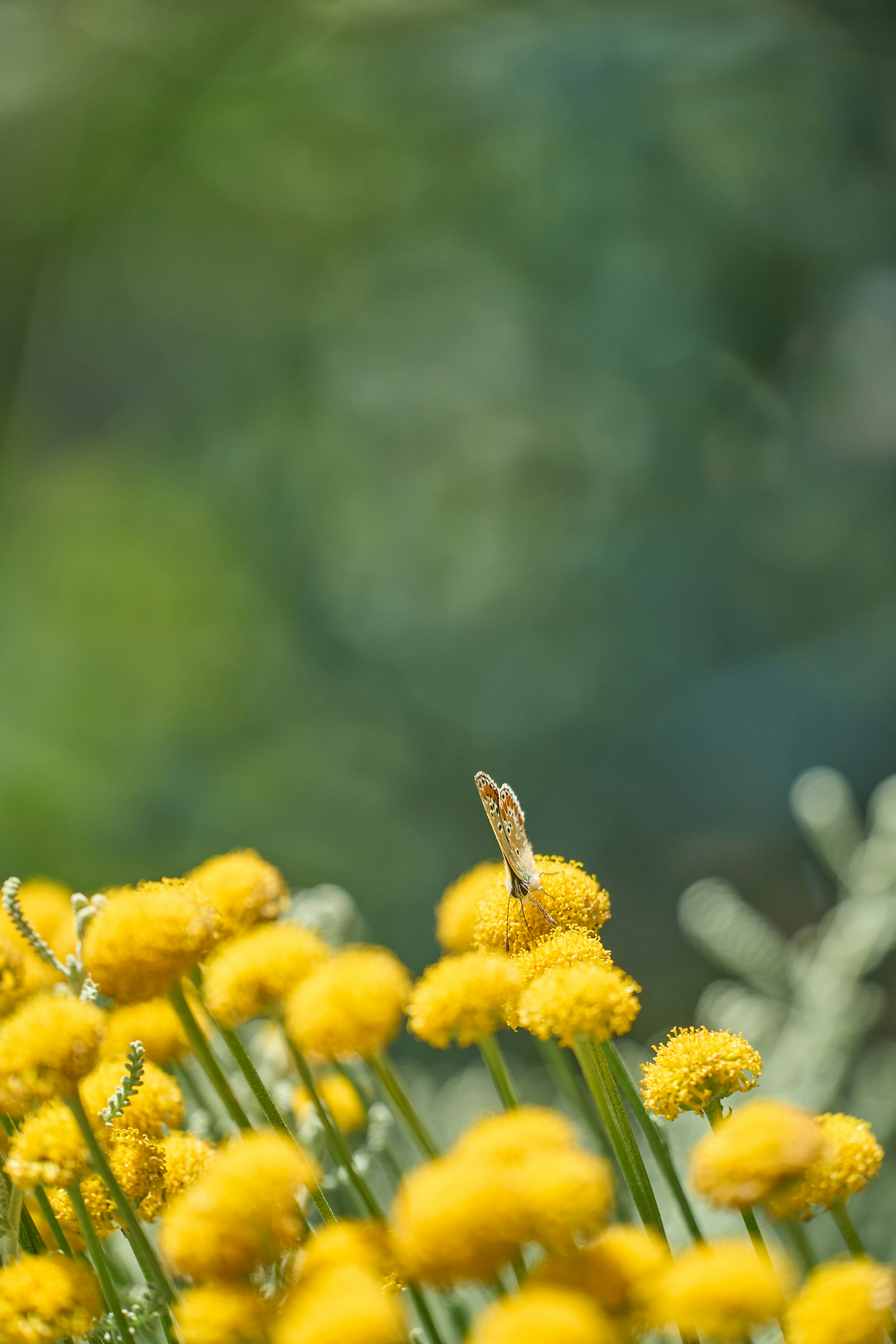 Photo by wolfgang_hasselmann