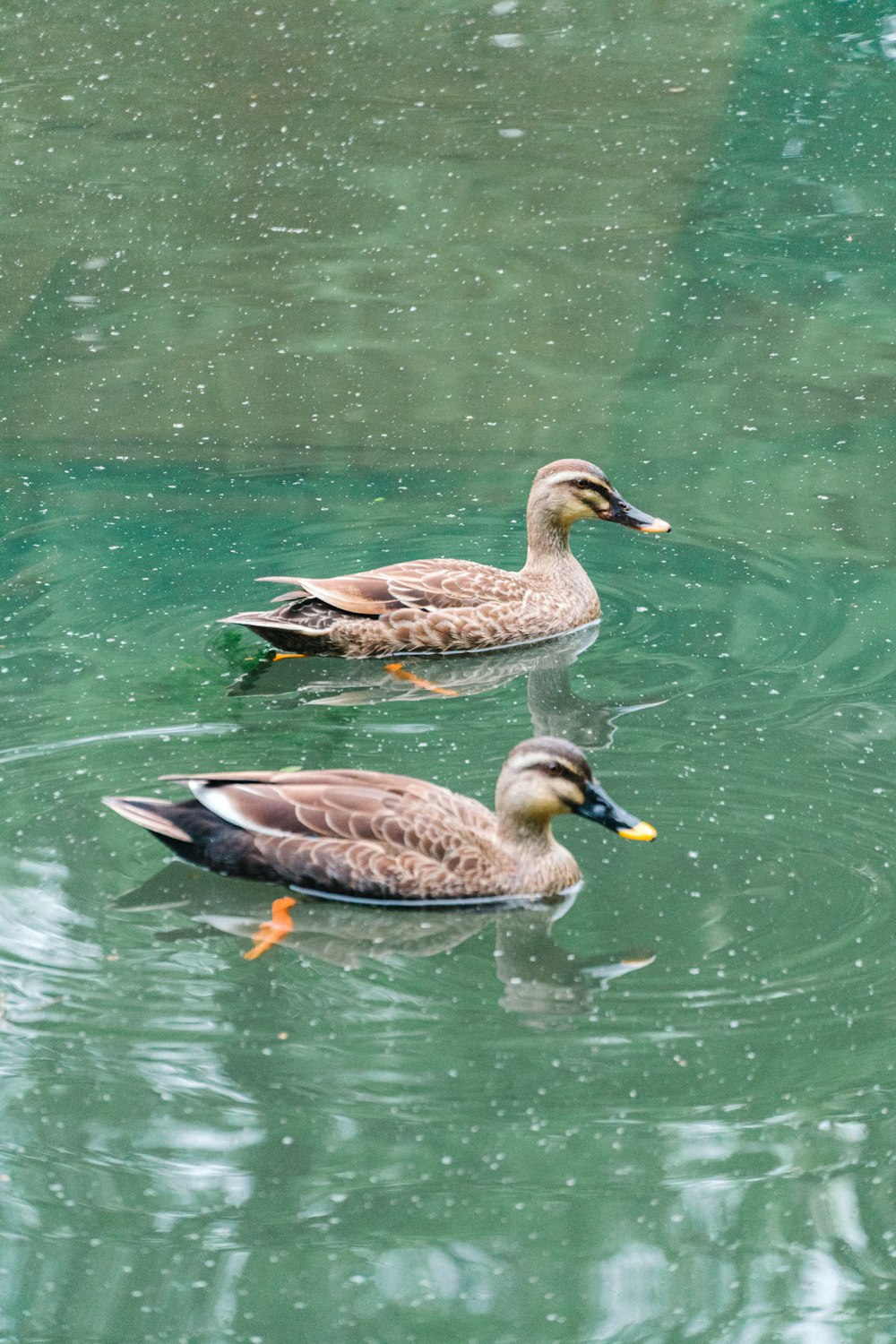 a couple of ducks swimming in water