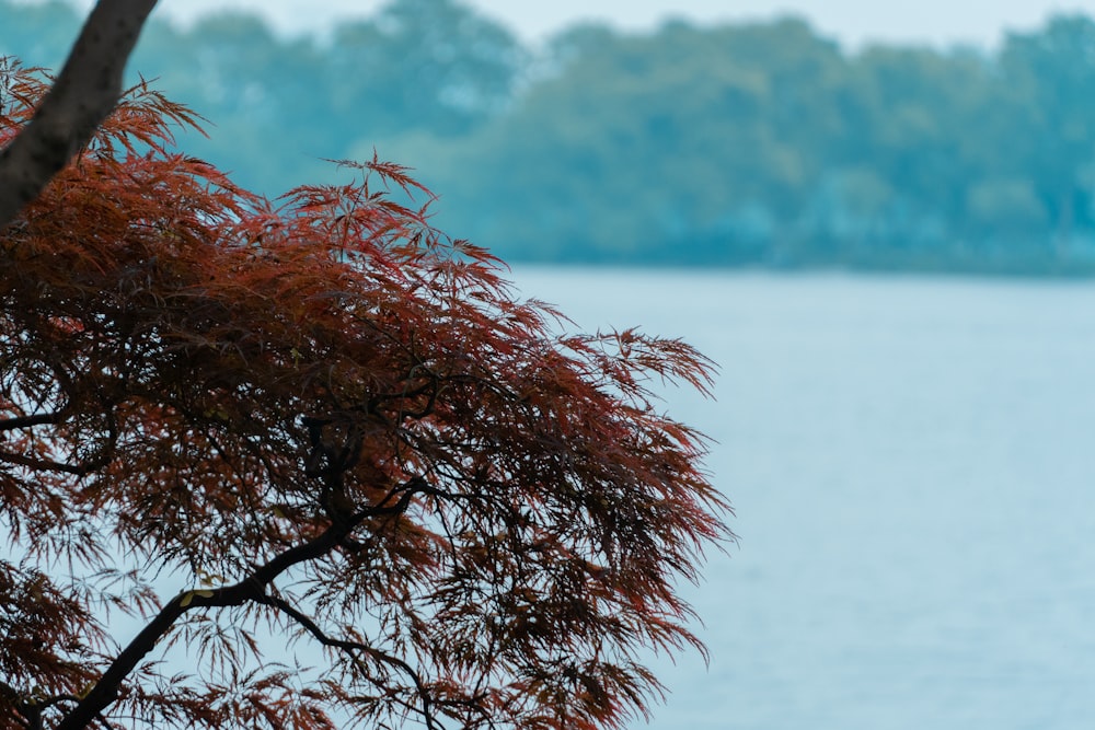 a tree with red leaves in front of a body of water