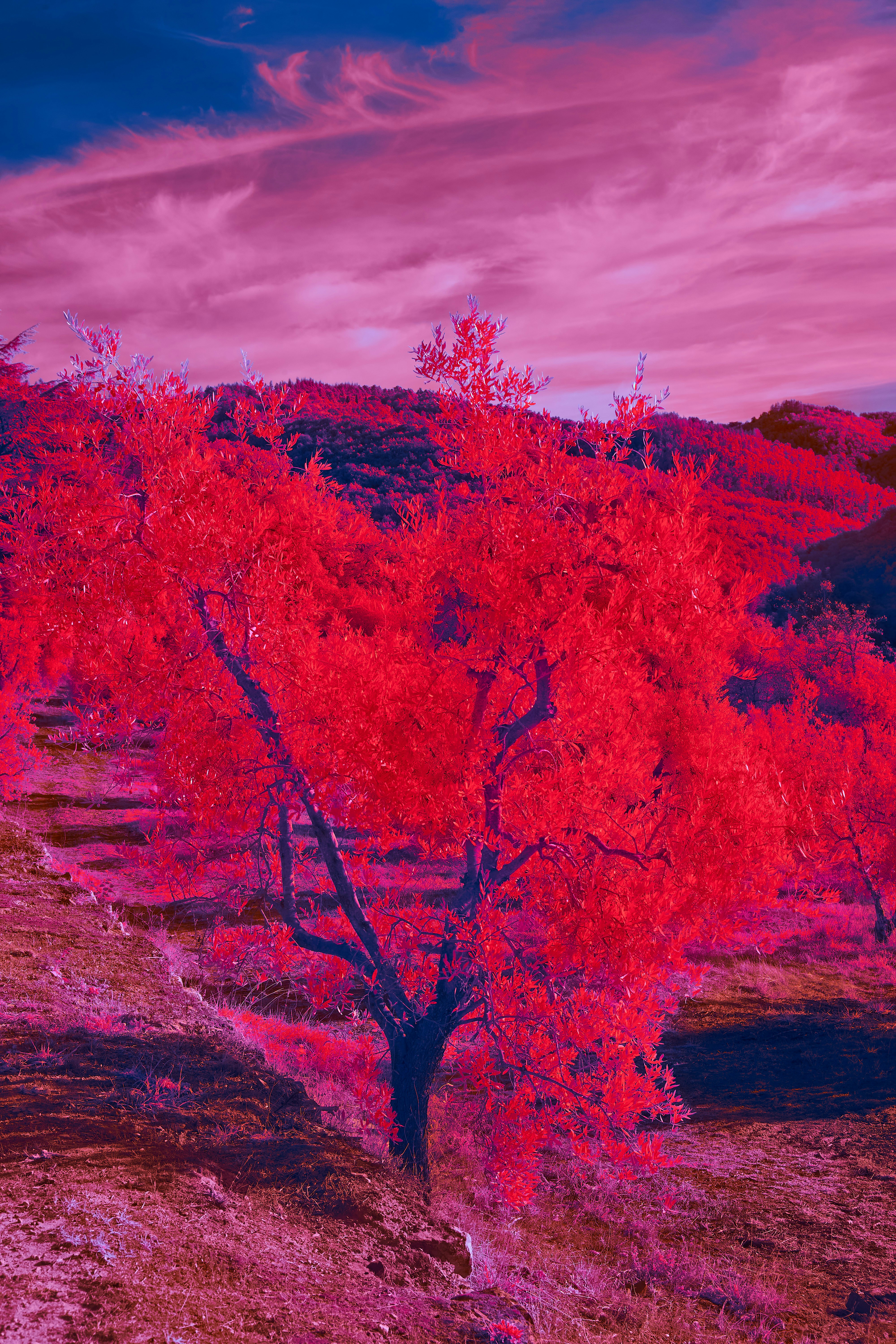 A tree with red leaves photo – Free Red Image on Unsplash