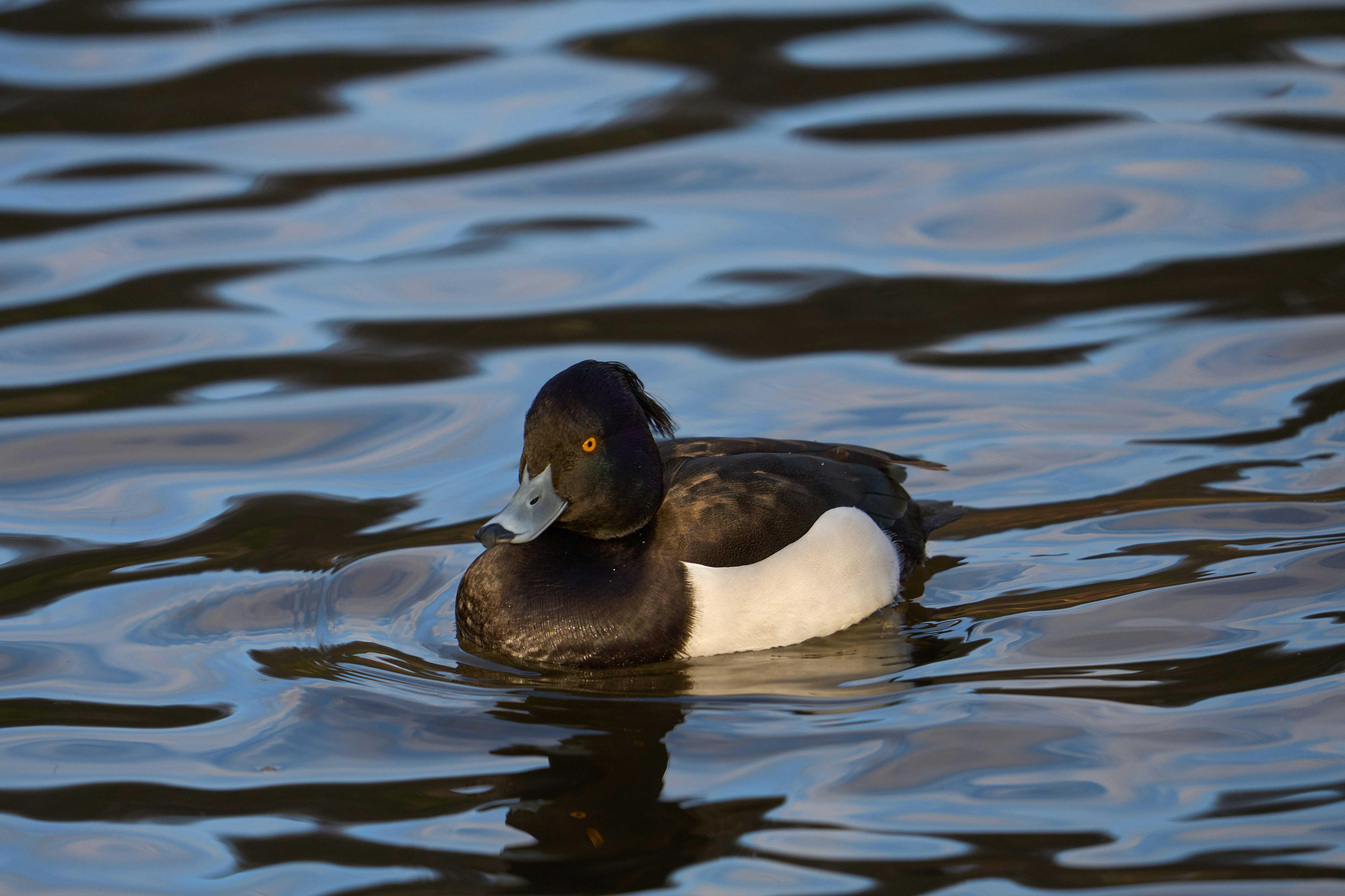 Photo by wolfgang_hasselmann