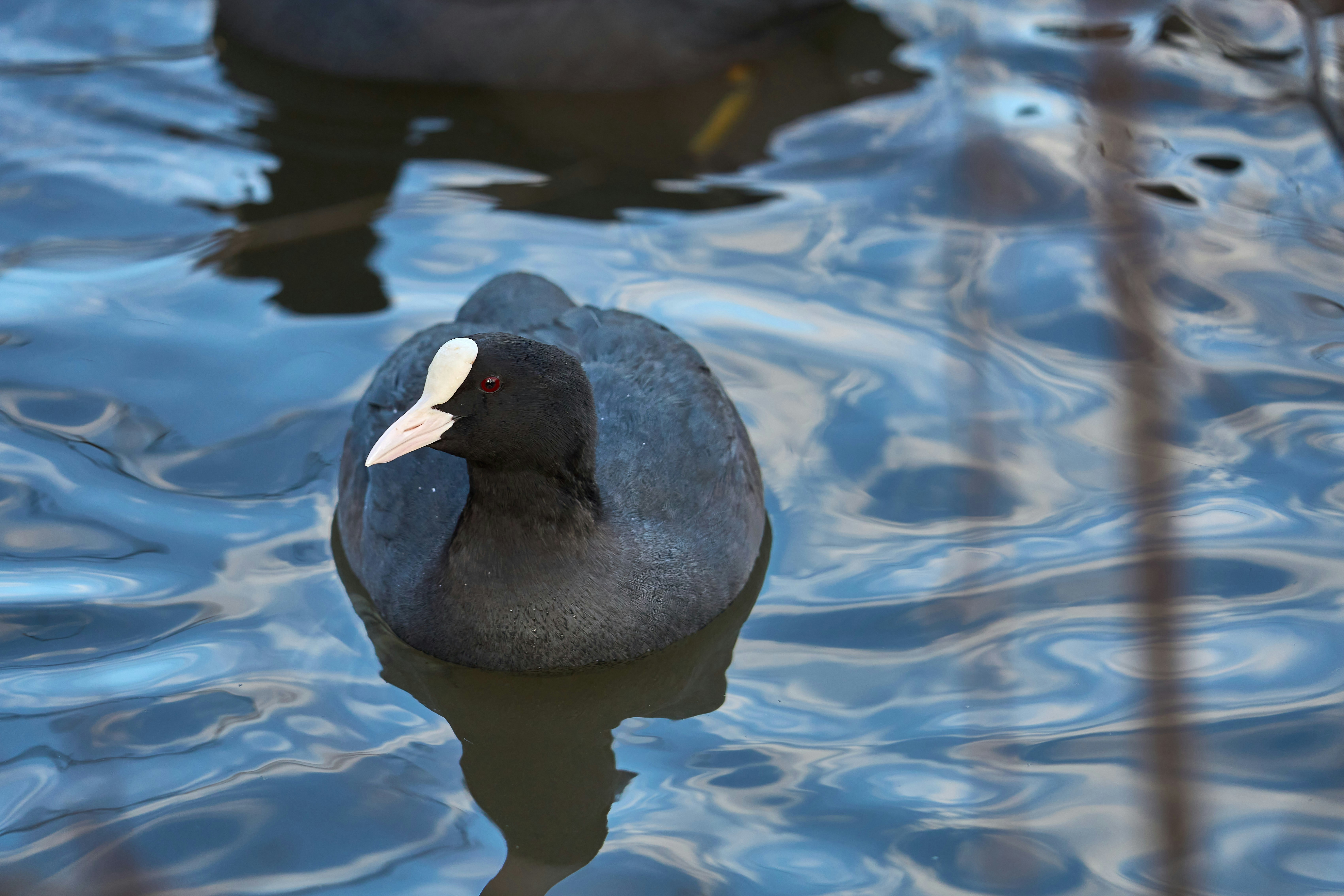 Photo by wolfgang_hasselmann