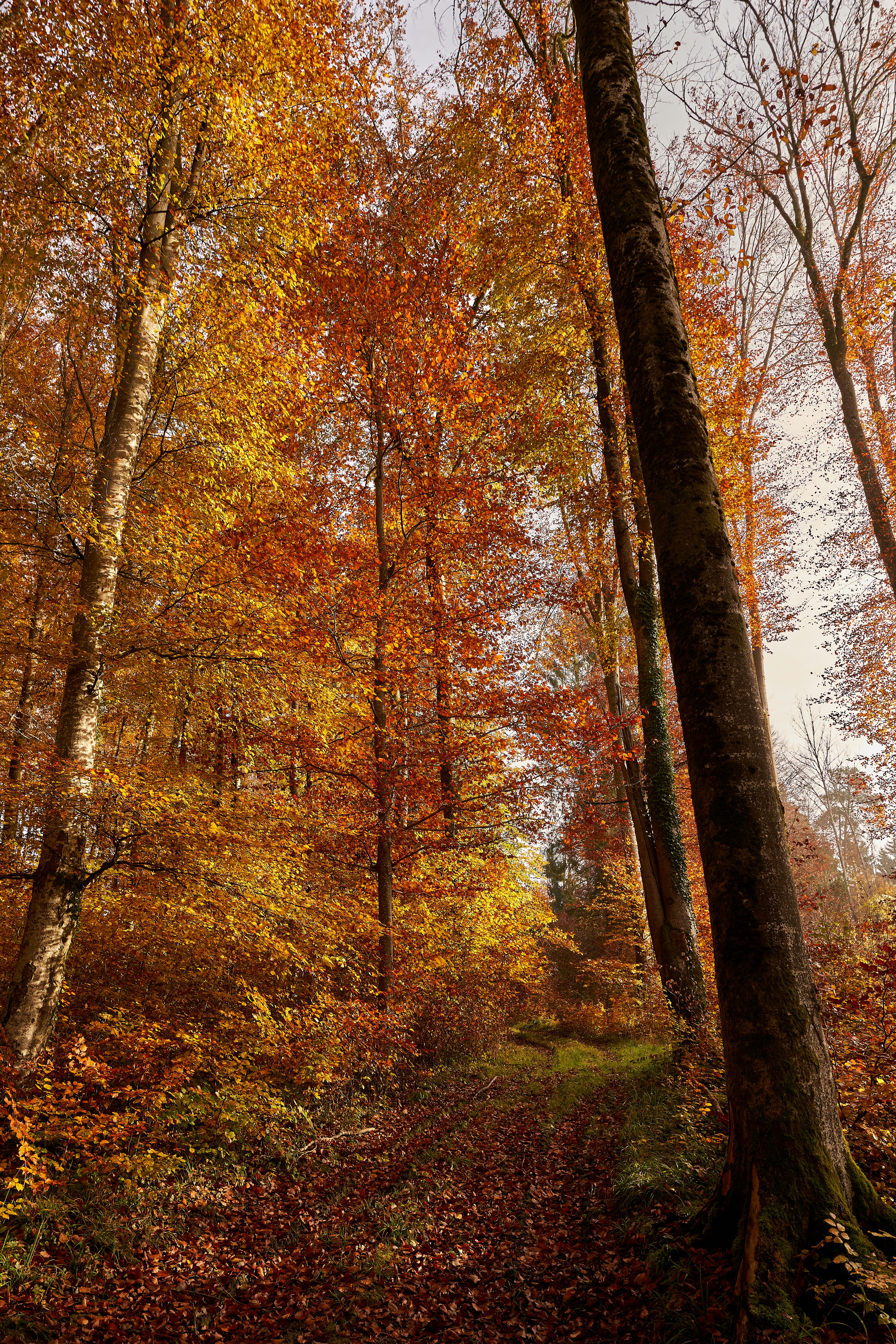 Photo by wolfgang_hasselmann