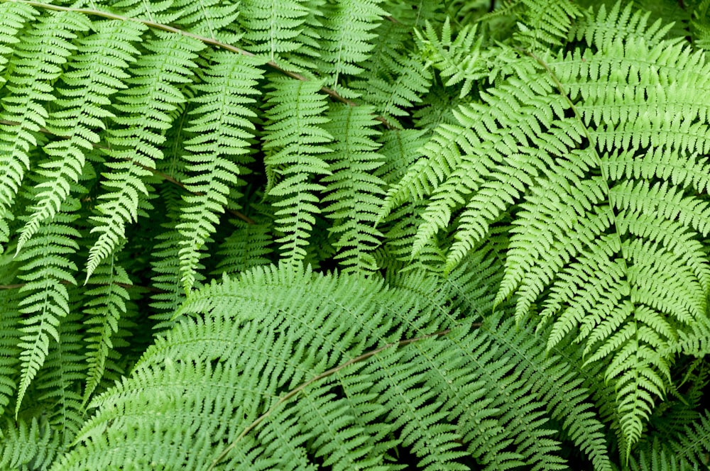 a close-up of a leaf