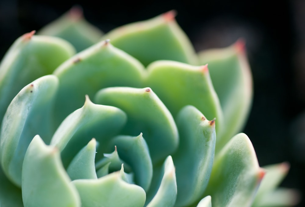 a close up of a plant