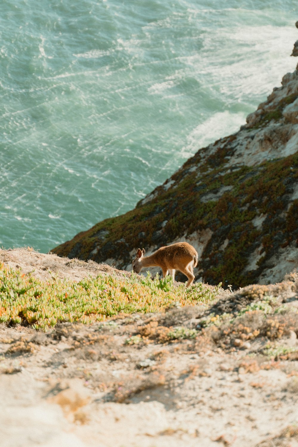 a fox on a rocky beach