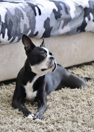a black and white dog