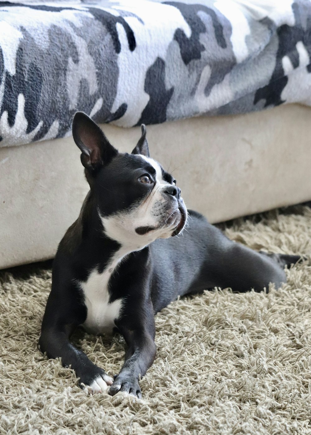 a black and white dog