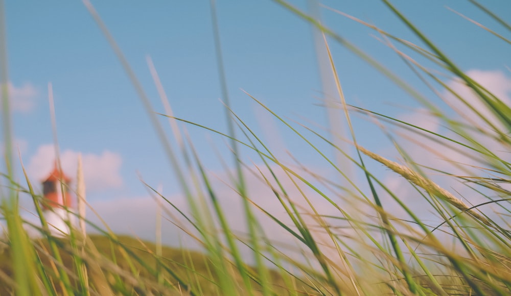 a close-up of some grass