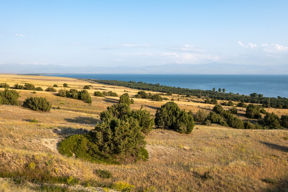 a landscape with trees and bushes