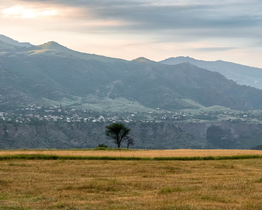 a tree in a field