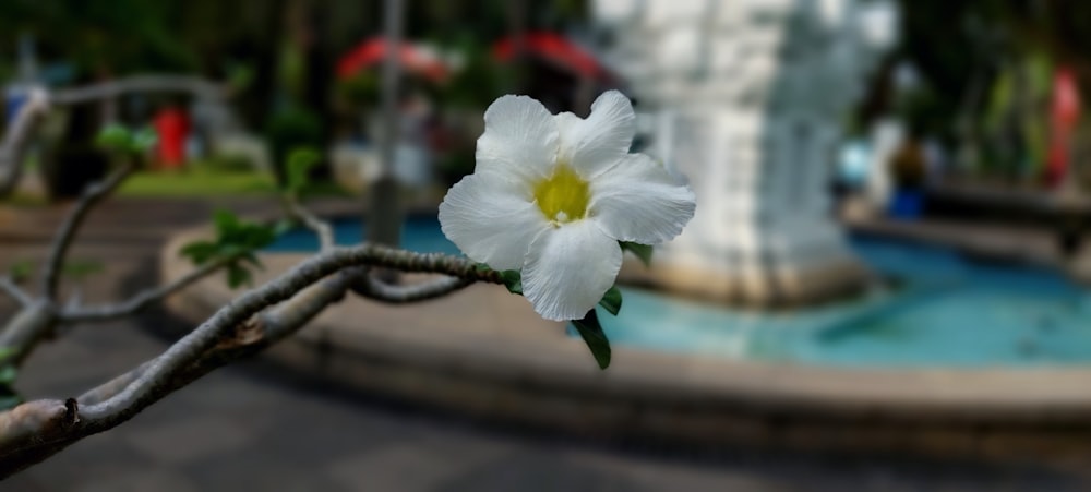 a white flower on a branch