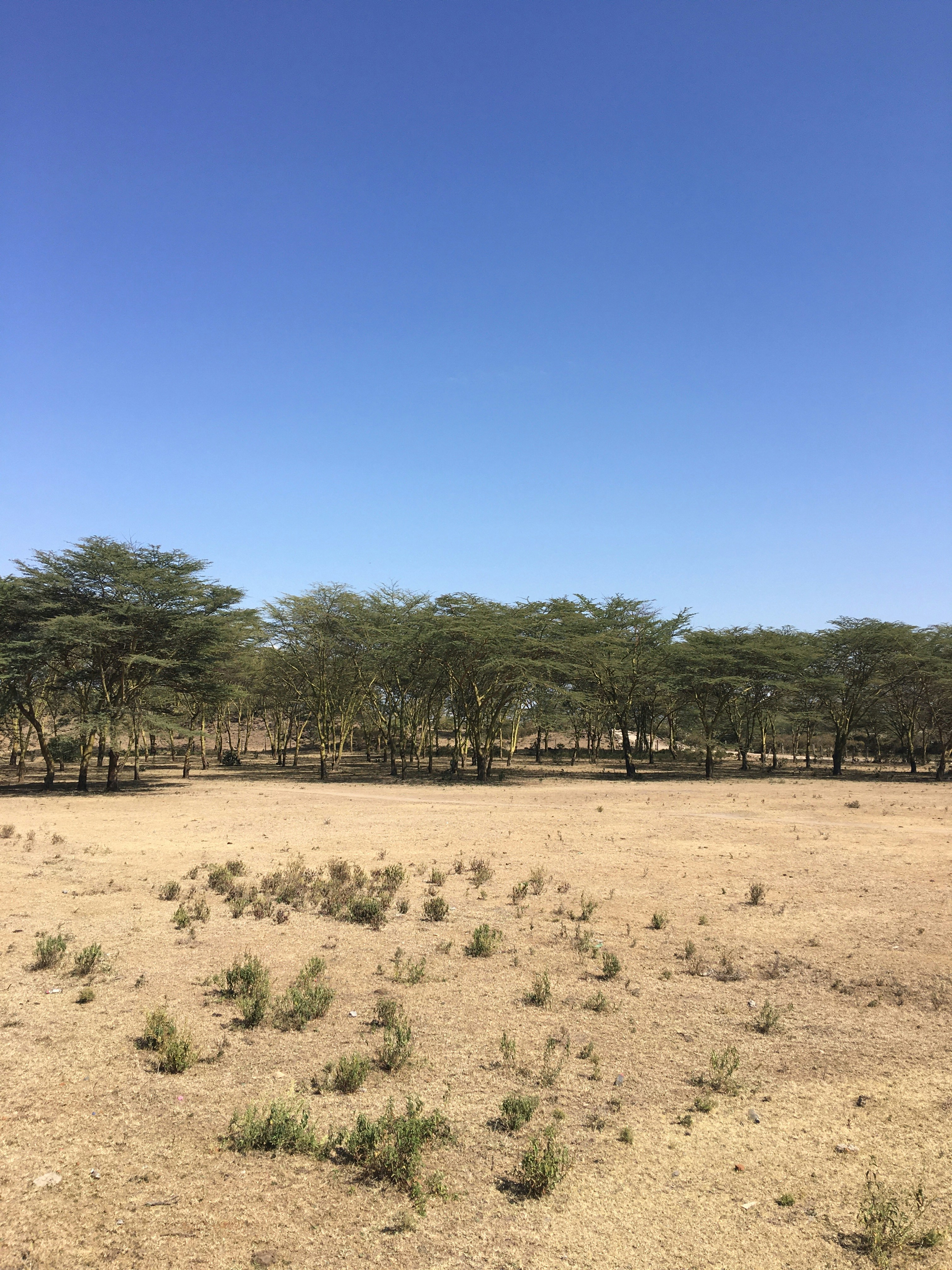 Ancient acacia trees in dry savanna landscape, wide canopies casting dappled shade, golden grass beneath, clear sky