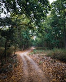 A winding path through a vibrant forest, inviting exploration and possibility.