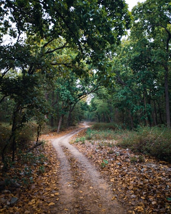 A winding path through a vibrant forest, inviting exploration and possibility.