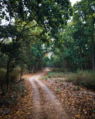 A winding dirt path covered with dry leaves runs through a dense forest with lush green trees on both sides. The path appears to lead deeper into the forest, creating a sense of mystery and inviting exploration.