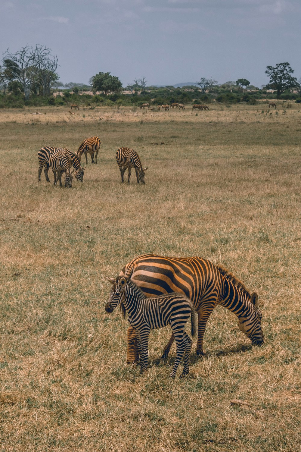 a group of zebras grazing in a field