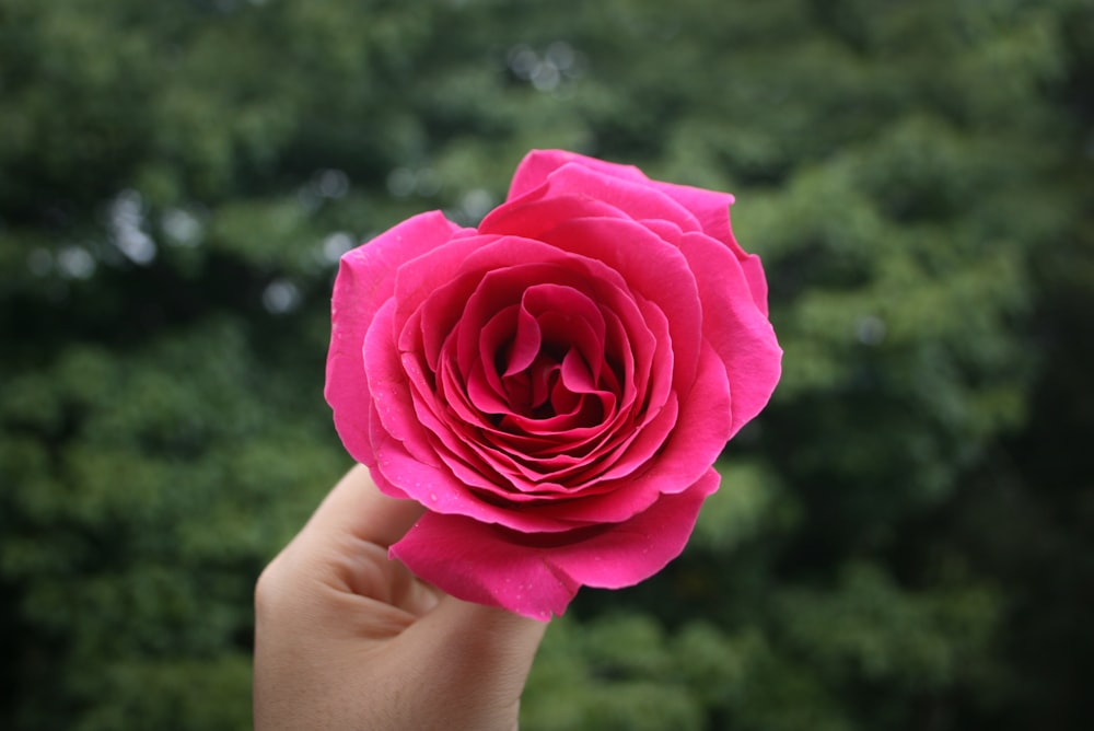 a hand holding a pink rose