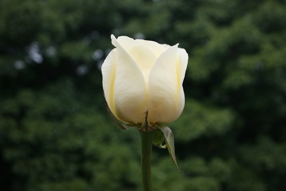a white flower with a long stem